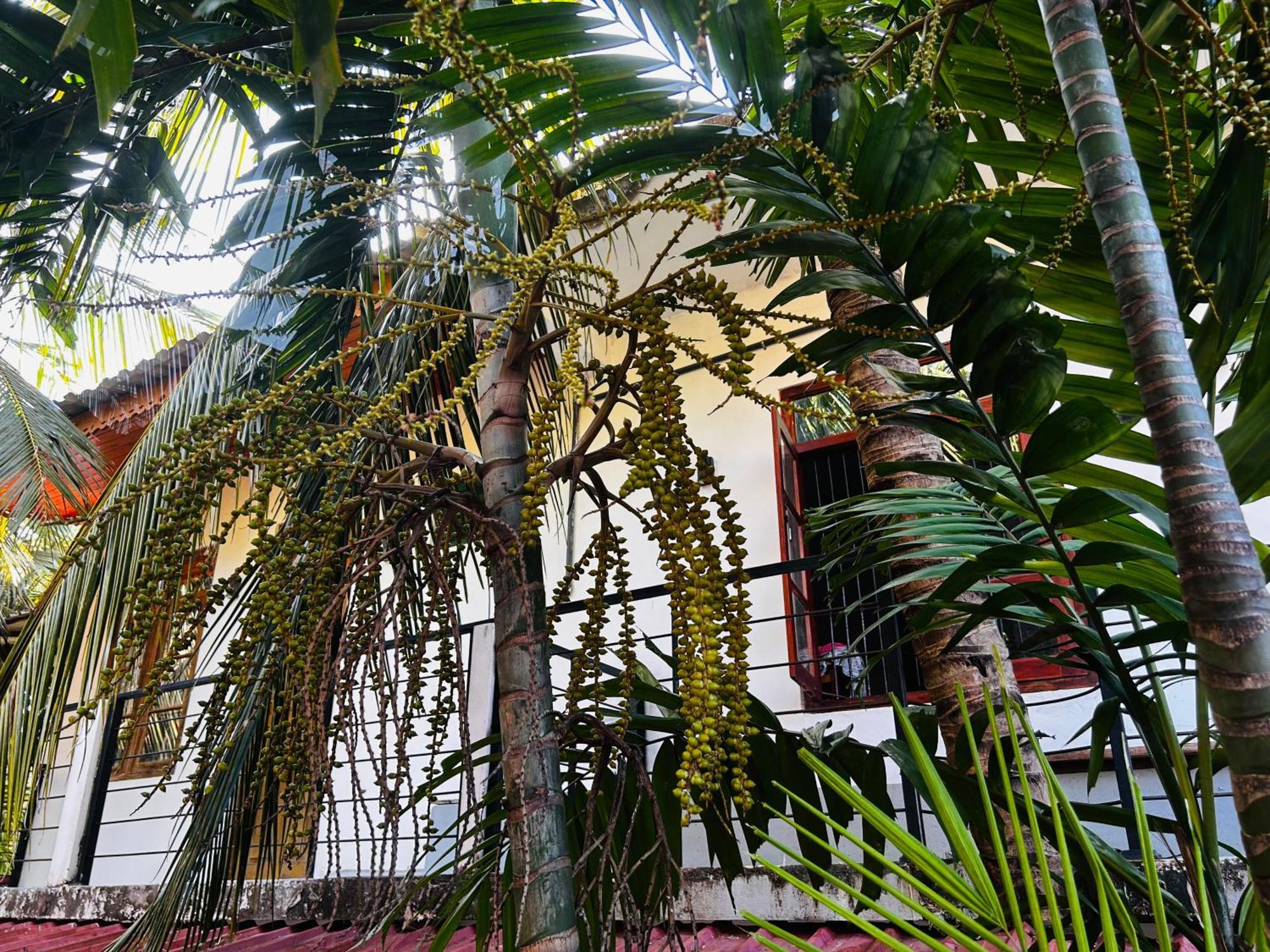 Pearl Bungalow Trincomalee Exteriör bild